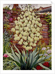Flowering Yucca by Christopher Ryland