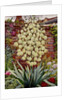 Flowering Yucca by Christopher Ryland