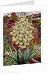 Flowering Yucca by Christopher Ryland