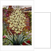 Flowering Yucca by Christopher Ryland