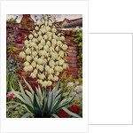 Flowering Yucca by Christopher Ryland