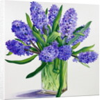 Blue Hyacinths by Christopher Ryland