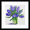 Blue Hyacinths by Christopher Ryland