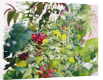 Wild Flowers with Comfrey and Campion by Christopher Ryland