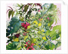 Wild Flowers with Comfrey and Campion by Christopher Ryland