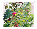 Wild Flowers with Comfrey and Campion by Christopher Ryland