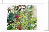 Wild Flowers with Comfrey and Campion by Christopher Ryland