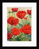 Large Red Poppies by Christopher Ryland