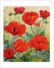 Large Red Poppies by Christopher Ryland