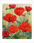 Large Red Poppies by Christopher Ryland