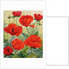 Large Red Poppies by Christopher Ryland