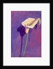 Arum Lily by Sara Hayward