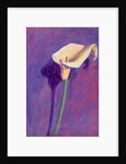 Arum Lily by Sara Hayward