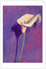 Arum Lily by Sara Hayward