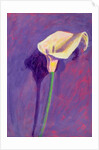 Arum Lily by Sara Hayward
