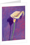 Arum Lily by Sara Hayward