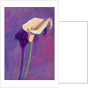 Arum Lily by Sara Hayward