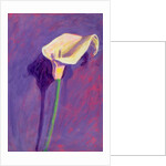 Arum Lily by Sara Hayward