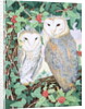 Barn Owls by Suzanne Bailey