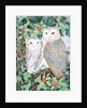 Barn Owls by Suzanne Bailey