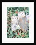 Barn Owls by Suzanne Bailey