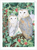 Barn Owls by Suzanne Bailey