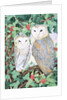Barn Owls by Suzanne Bailey