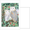 Barn Owls by Suzanne Bailey