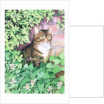 Jackie's Cat by Suzanne Bailey