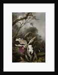 Hummingbird with White Orchid, 1875-1885 by Martin Johnson Heade