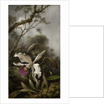 Hummingbird with White Orchid, 1875-1885 by Martin Johnson Heade