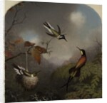 Hummingbirds: Two 'Sungems' and a 'Crimson Topaz', 1866 by Martin Johnson Heade