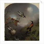 Hummingbirds: Two 'Sungems' and a 'Crimson Topaz', 1866 by Martin Johnson Heade