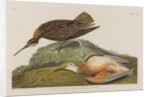 Esquimax Curlew, 1834 by John James Audubon