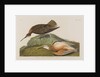 Esquimax Curlew, 1834 by John James Audubon