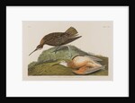 Esquimax Curlew, 1834 by John James Audubon