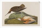 Esquimax Curlew, 1834 by John James Audubon