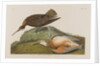 Esquimax Curlew, 1834 by John James Audubon