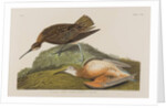 Esquimax Curlew, 1834 by John James Audubon