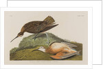 Esquimax Curlew, 1834 by John James Audubon
