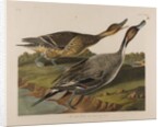 Pin Tailed Duck, 1834 by John James Audubon