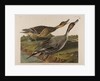 Pin Tailed Duck, 1834 by John James Audubon