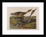 Pin Tailed Duck, 1834 by John James Audubon
