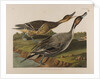 Pin Tailed Duck, 1834 by John James Audubon