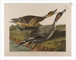 Pin Tailed Duck, 1834 by John James Audubon