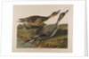 Pin Tailed Duck, 1834 by John James Audubon
