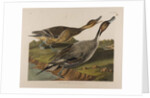 Pin Tailed Duck, 1834 by John James Audubon