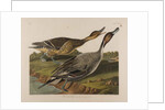 Pin Tailed Duck, 1834 by John James Audubon