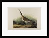 Great Esquimaux Curlew, 1835 by John James Audubon