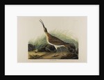Great Esquimaux Curlew, 1835 by John James Audubon